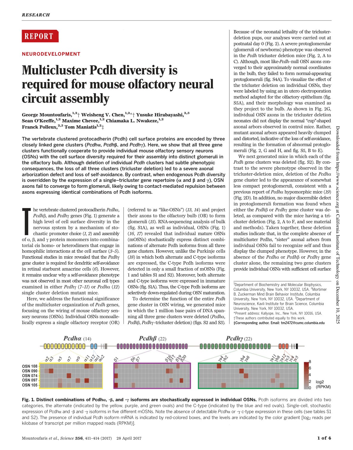 Multicluster Pcdh diversity is required for mouse olfactory neural circuit assembly cover